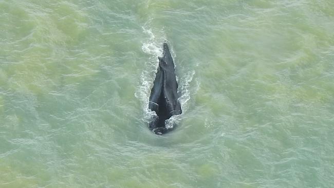 The humpback whale leaves the East Alligator River, Kakadu in September. Picture: Park Australia