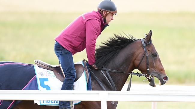 Tiberian during track work at Werribee Racecourse. Picture: AAP