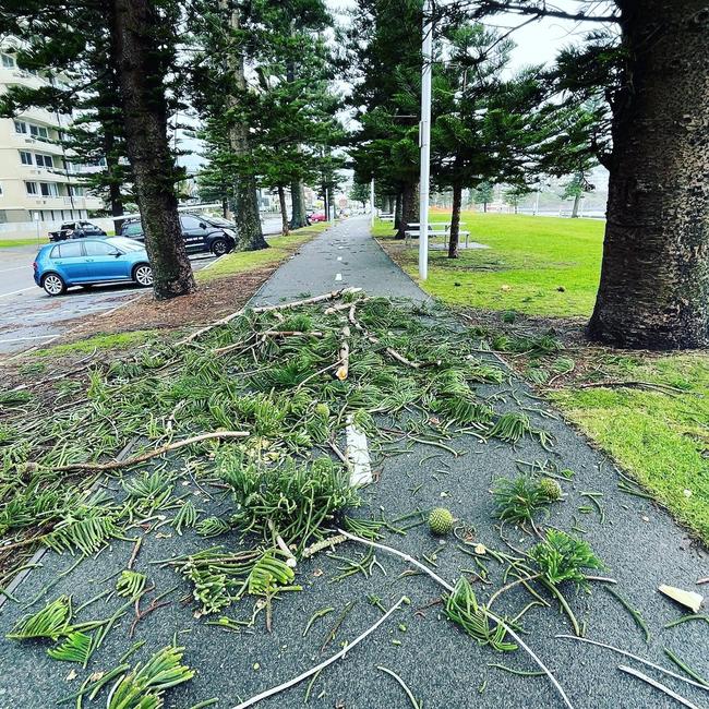 Alex Laverty suggested that authorities put signs warning of he potential dangers from falling branches and cones. The council said it regularly clears away dead wood from the tree canopies, but extreme weather recently had caused “live” branches to snap off. Picture: Alex Laverty