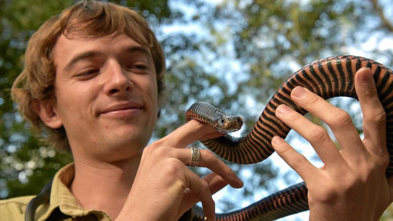 Snake handler turns old golf clubs into handling hooks to help