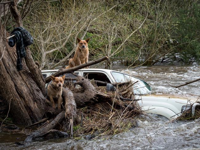 The loyal cattle dogs wait for rescue. Picture: Jake Nowakowski