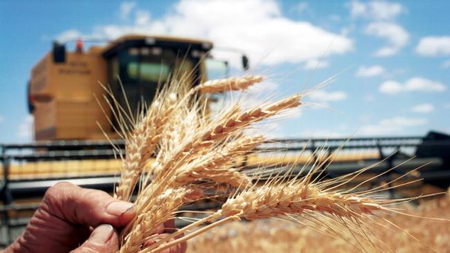 Yield boost: NAB predicts national wheat production to reach 27.6 million tonnes this season.