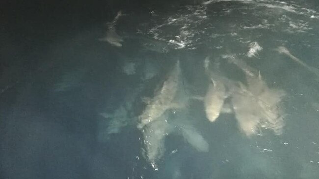 Adrian Cottee took these snaps of dozens of sharks off Tweed recently.