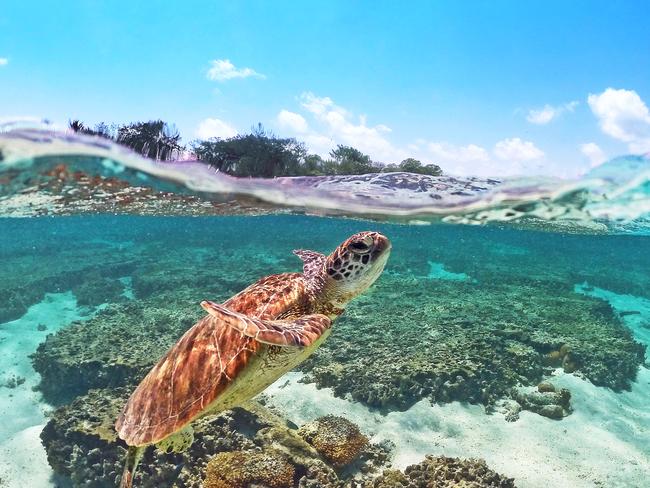 The reef can be seen from space. Picture: Mark Fitzpatrick.