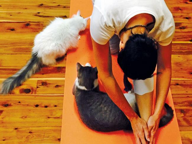 Commune with rescue cats at Catmosphere.