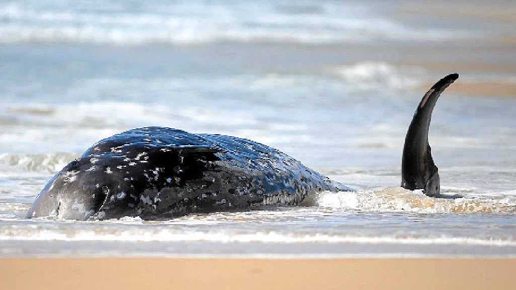 Five rare animals found on Sunshine Coast beaches | The Courier Mail