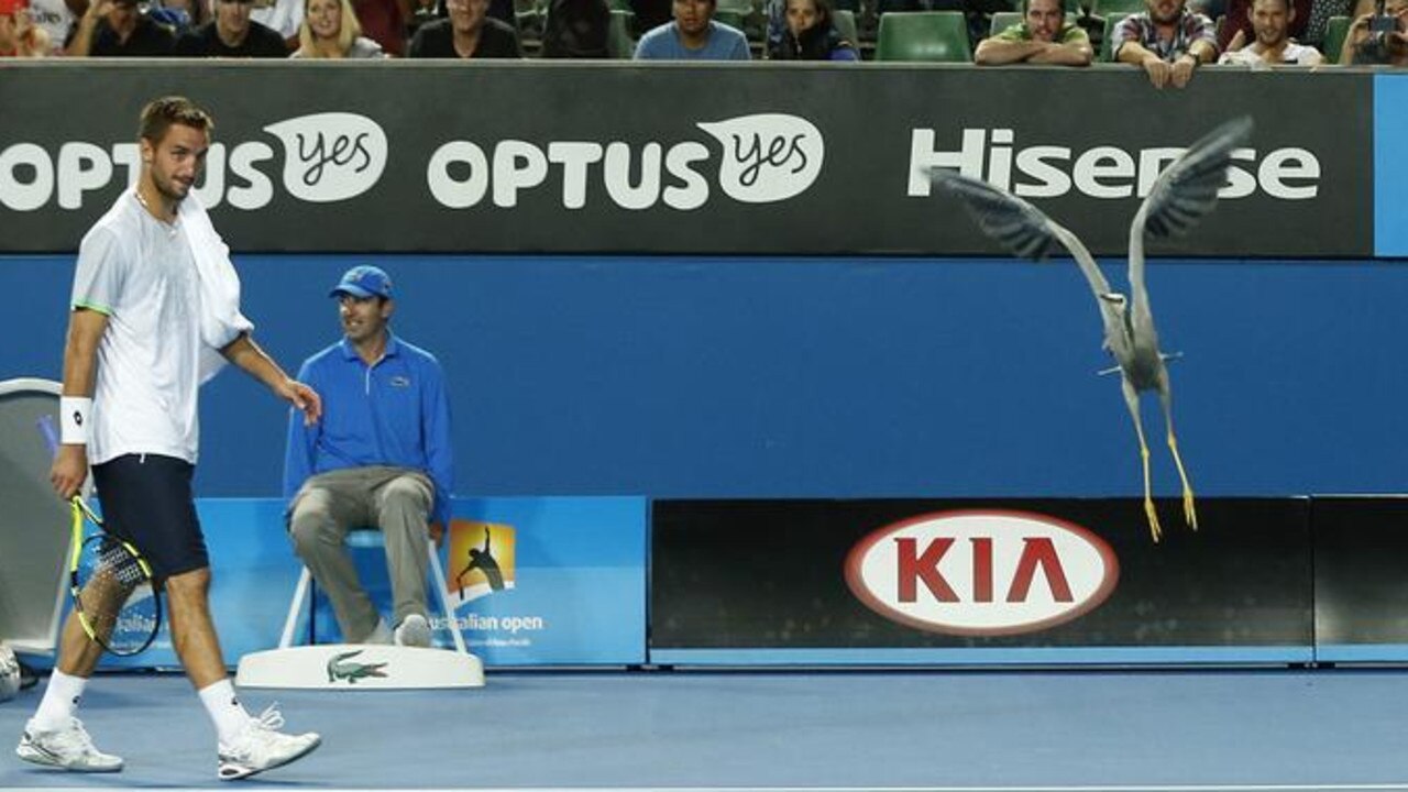 Serbia's Viktor Troicki watches a bird fly away after it landed on the court during his first-round match against Spain's Daniel Munoz de la Nava at the Australian Open, Melbourne, January 2016. Picture: Reuters