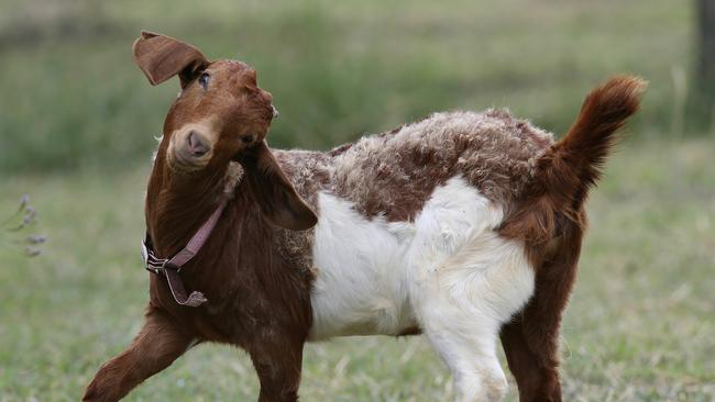 Charlotte the goat is blind. Picture Glenn Hampson