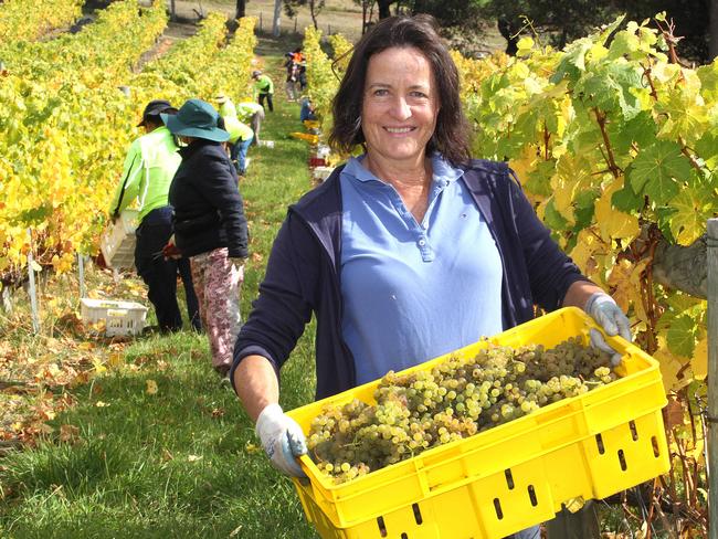 Coal Valley Vineyard co owner, Gill Christian with freshly picked Riesling grapes.