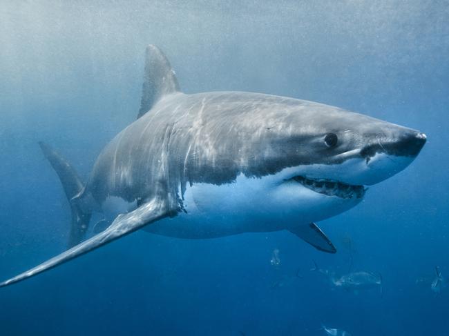 Shark attack sparks debate over act that ‘needs to happen’