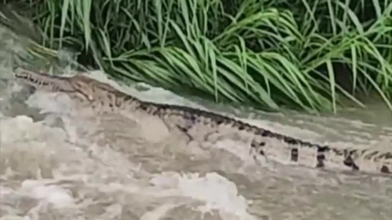 Crocodile comes under woman's house in Qld floods