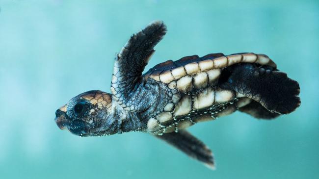 Don't miss these cute loggerhead turtles as they hatch at the World Science Festival Brisbane. PHOTO: Queensland Museum