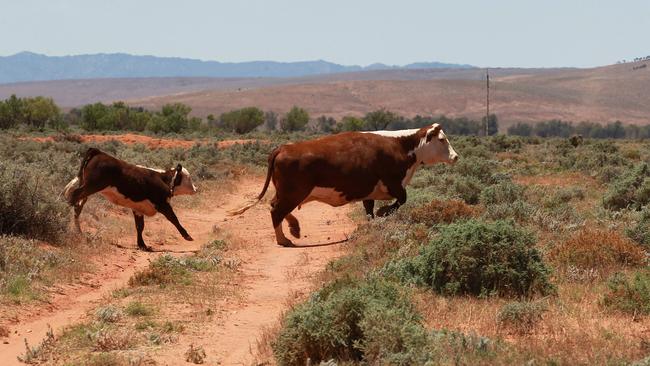 The Barndioota cattle station has been earmarked as the site for a low-level nuclear waste repository. Picture: Dylan Coker