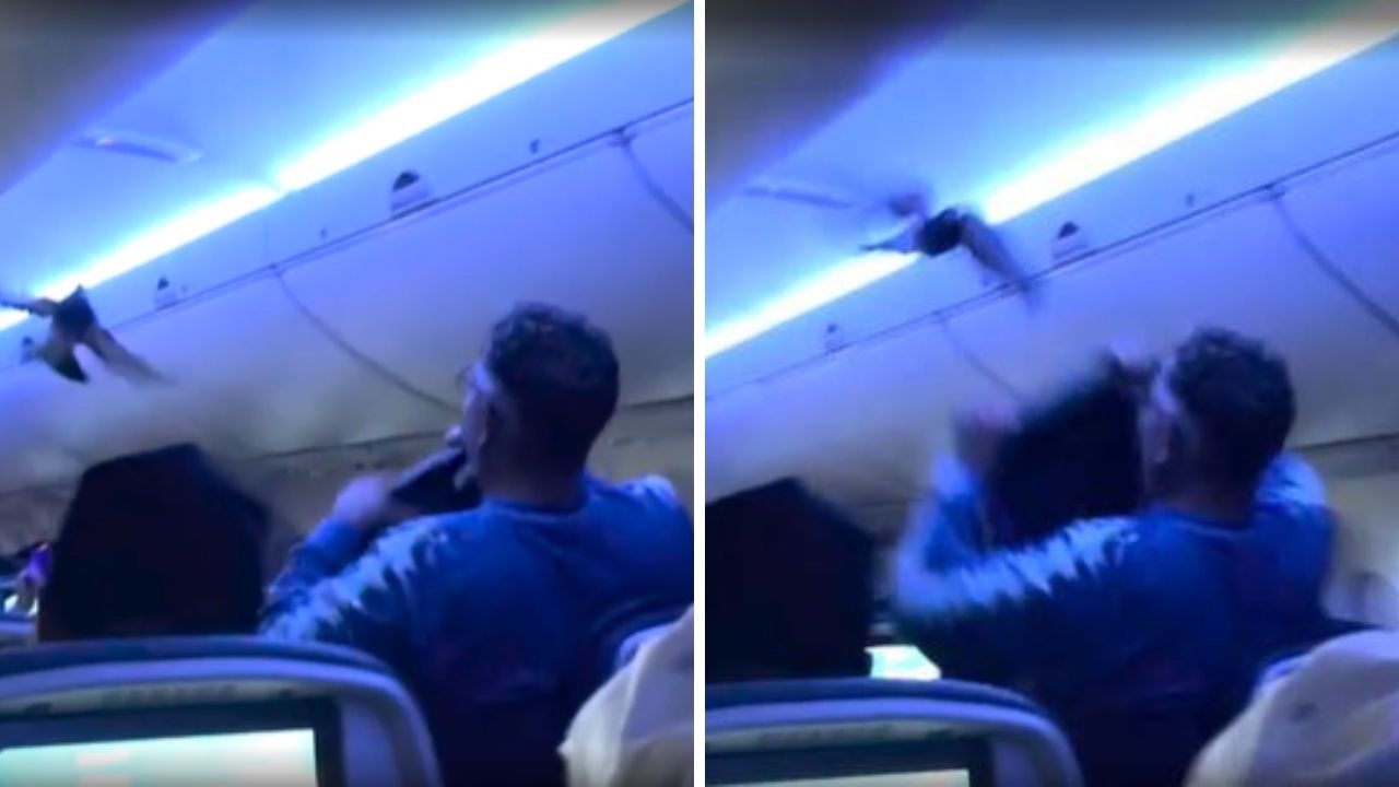 Rogue pigeons take over plane, flight in chaos