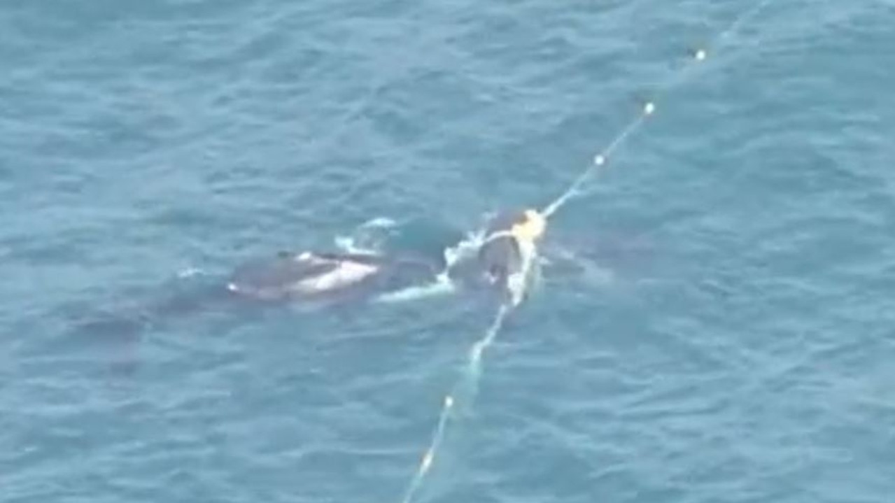 A whale is caught in nets off the Sunshine Coast near Noosa.