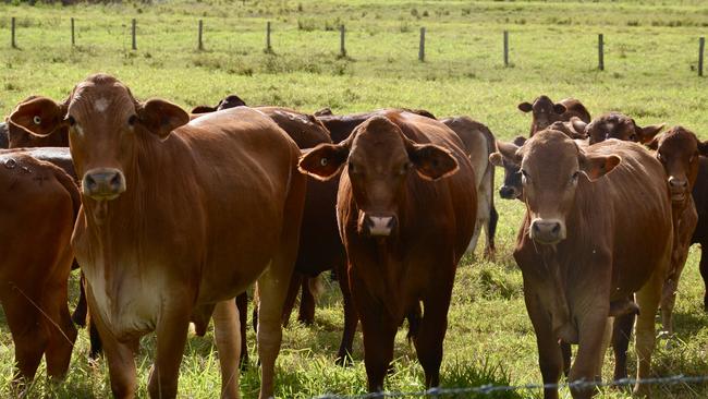 Beef producers are demanding a “full scientific assessment” of how livestock’s contribution to global warming is measured.