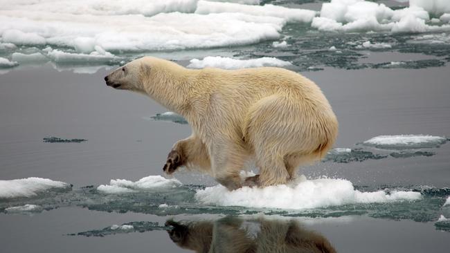 A polar bear picks its way through Arctic ice.