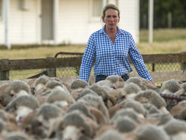 Georgina Wallace of the Trefusis Merino stud at Ross in Tasmania’s Midlands region. Georgina is the president of the Australian Association of Stud Merino Breeders. Merino rams. November 2017. Picture: PHILLIP BIGGS