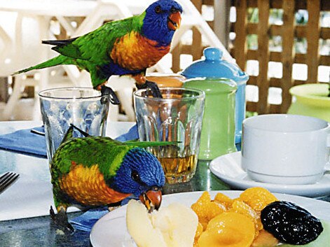 Lorikeets birds on Brampton Island in April, 2001.