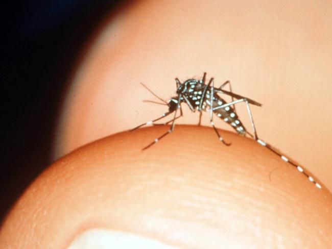 The Aedes notoscriptus mosquito transmits Ross River & Barmah Forest virus