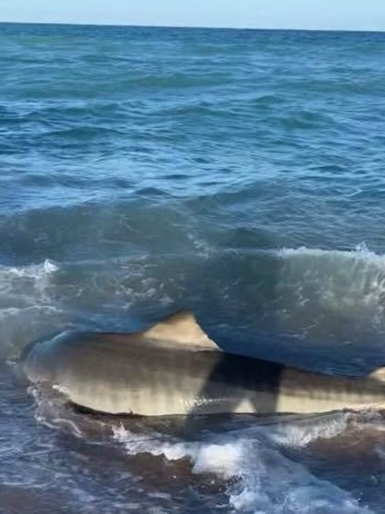 Agnes Water fishermen catch and release tiger shark at ...