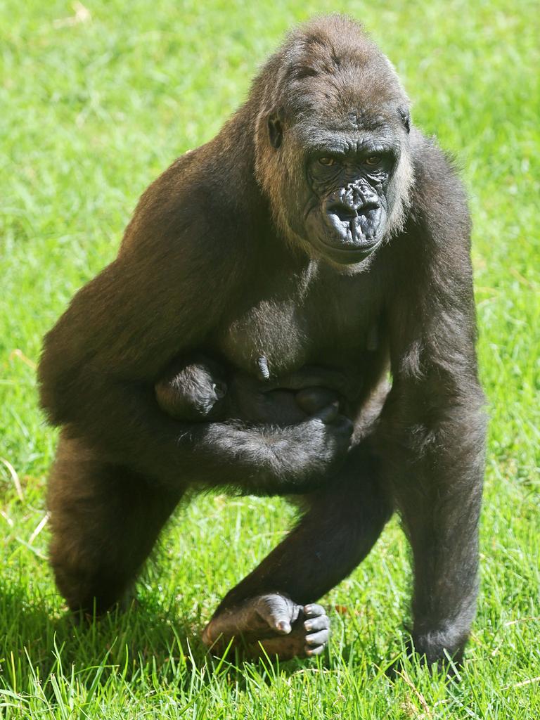 Kipensi moves around the gorilla habitat with her newborn baby tucked protectively under her arm. Picture: Tim Hunter