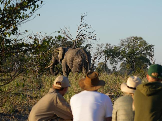 Atzaró Okavango, BotswanaPhoto suppliedEscape 29 Sept 2024safari hot list