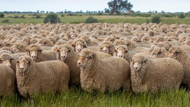 The AFA portfolio includes 186,500 hectares of native grazing pastures that support one of the largest livestock operations in NSW.