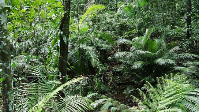 The Daintree Rainforest is the world’s oldest and could be home to new tourism ventures.