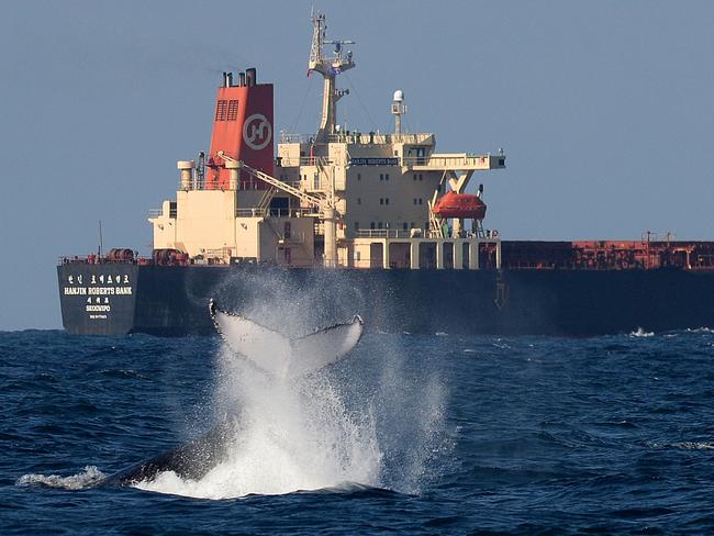 A humpback whales waves goodbye to a coal ship leaving Newcastle Port. Photo: Peter Lorimer.
