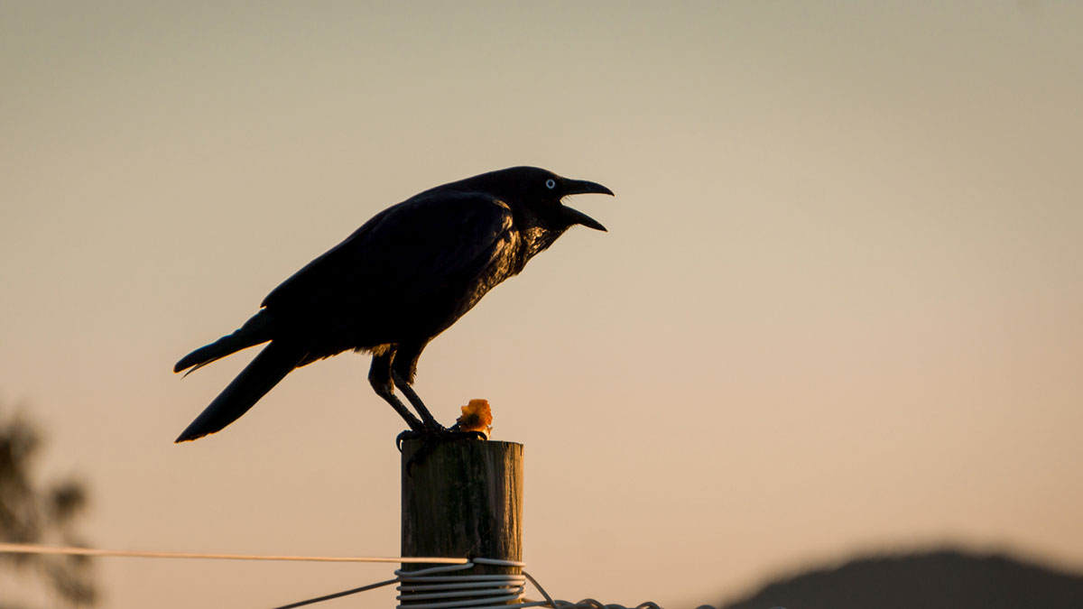 Sometimes, Mother Nature gets it all mixed up, and on those mornings, the crows rise early to cock at the sunrise. Pic via Getty Images.