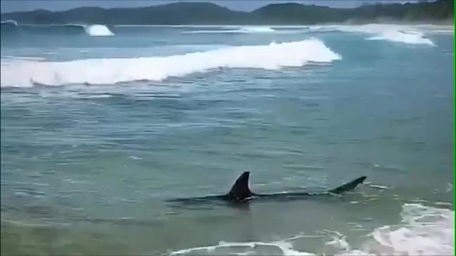 Shark sighting in shallow water at Minnie Water