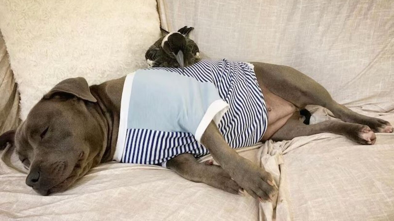Peggy and Molly appear to be best friends. Picture: Instagram / @peggyandmolly