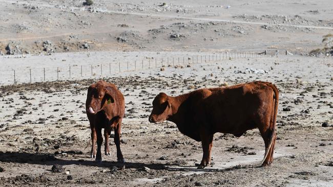 Cattle on a drought-affected farm near Armidale in regional NSW. An unprecedented water shortage in drought-stricken eastern Australia is threatening water supply in a large number of communities. Picture: AFP