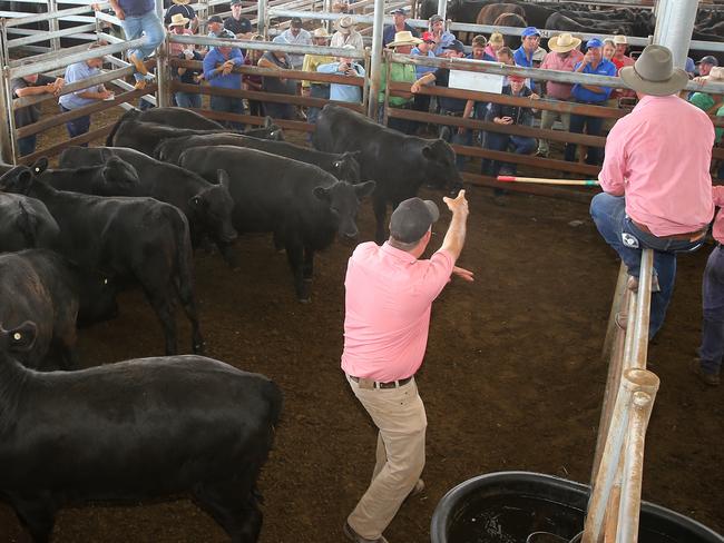 Weaner Calf Sales, Mortlake, Western District Livestock Exchange,  Picture Yuri Kouzmin