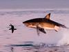 Insane moment seal outswims giant shark