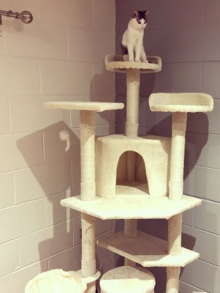Meet Ivy, Queen of the castle. Picture: Jane Lant
