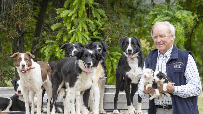 Colin Reid and his Border Collie working dogs. Picture: Zoe Phillips