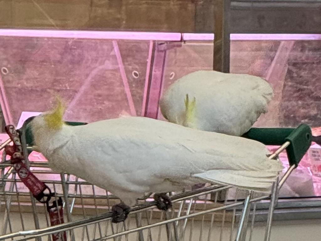 Mickey the cockatoo rescued by local dedicated wildlife rescuer and his helpful cockatoo assistant. Picture: Supplied