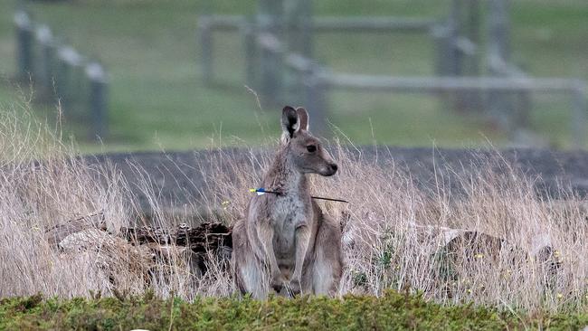 Two kangaroos that had been shot were found over the weekend. Picture: Macedon Ranges Wildlife Network