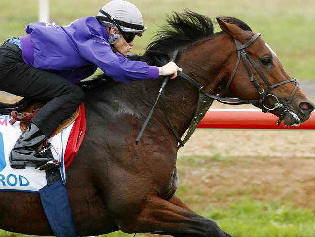 International horse's track work at Werribee Racecourse, Jockey Craig Williams onboard Arod does some fast work . Melbourne. 21st October 2015. Picture: Colleen Petch.