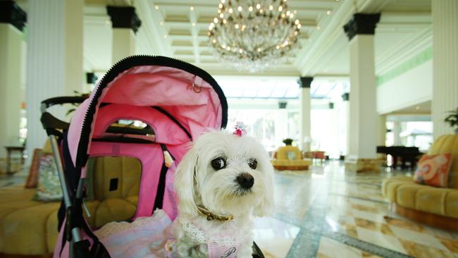 This Maltese Terrier is named Baby, but, despite being pushed in a pram at the Palazzo Versace, it’s not an actual baby. Picture: Luke Marsden.