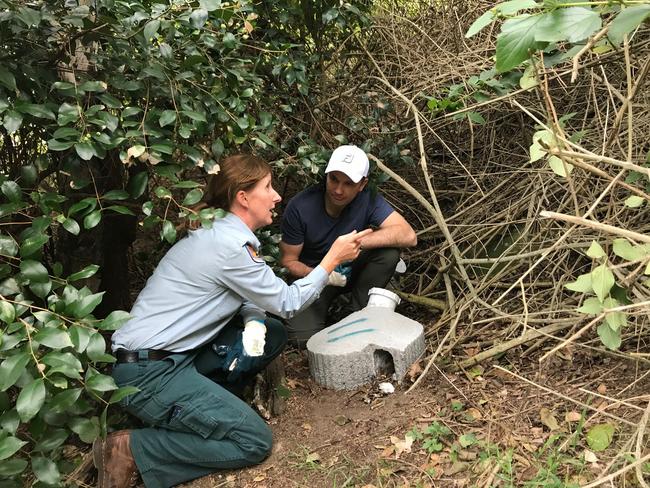 NSW Environment Minister Matt Kean on Lion Island with NPWS ranger Rachel Labador.