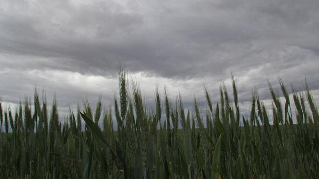 Rain coming: Despite better than forecast rain, Victorian growers have tended to hold back on selling. Picture: GLENN MILNE