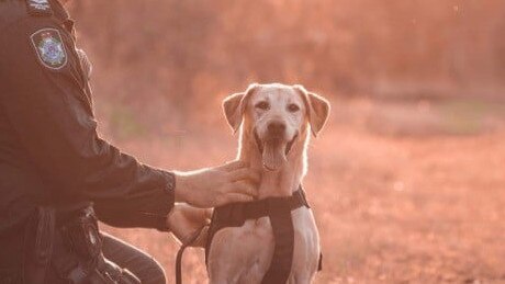 Senior Constable O'Sullivan with Rue