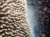Flynn Reef, Point Break. Acropora releasing. Great Barrier Reef. Pic Gareth Phillips, Reef Teach.