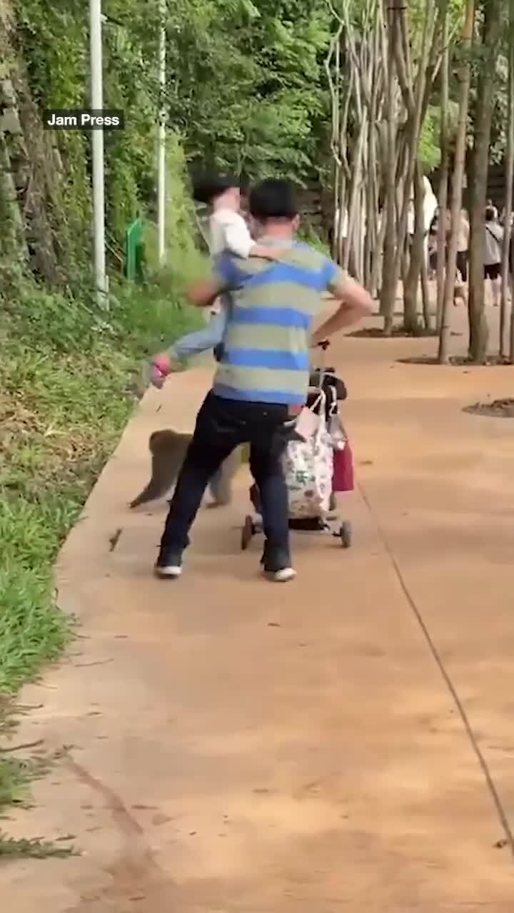 Shock moment monkey steals baby pram