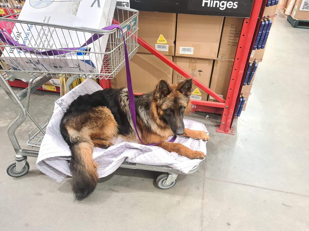 can dogs go to bunnings australia