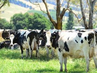 Dairy farms for sale warrnambool