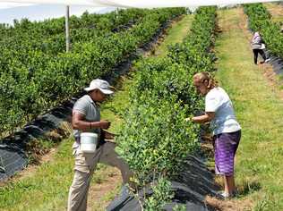 Picking fruit the old fashioned way will one day be under threat from technological advancements. Photo: Trevor Veale. Picture: Trevor Veale/Coffs Coast Advocat